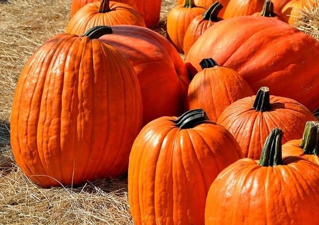 Experience Fall Festivals in Northern Virginia