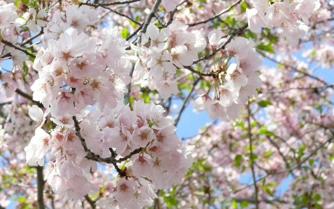 Enjoy the National Cherry Blossom Festival